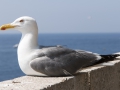 Côte d'Azur 2014