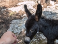Insel Mljet 2014